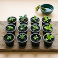 Net-Pot Starter Trays — 12 ct