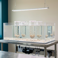 Saltwater Nursery Starter — Clam & Oyster Spat